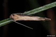 Eriocottis paradoxella