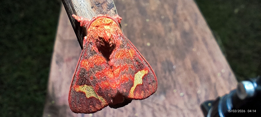 Zatrephes fasciola