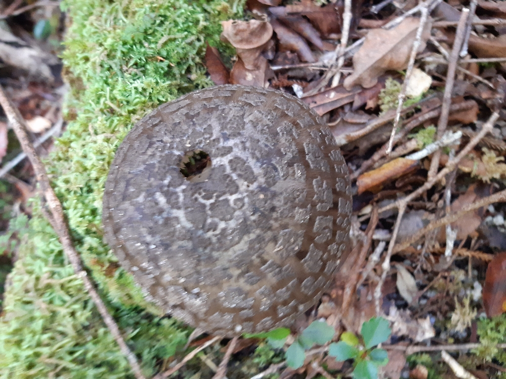 Amanita nothofagi · February 2026 · photo: © georgecox (iNaturalist, cc0)