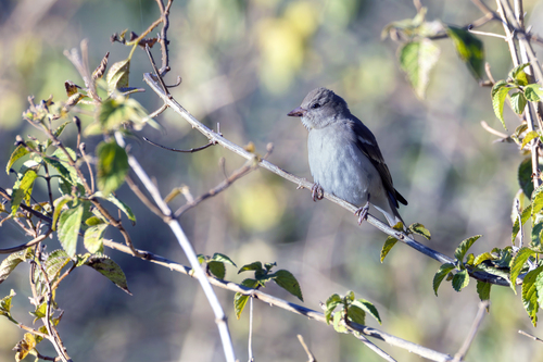 Yellow-throated Sparrow (Gymnoris xanthocollis), photo 9
