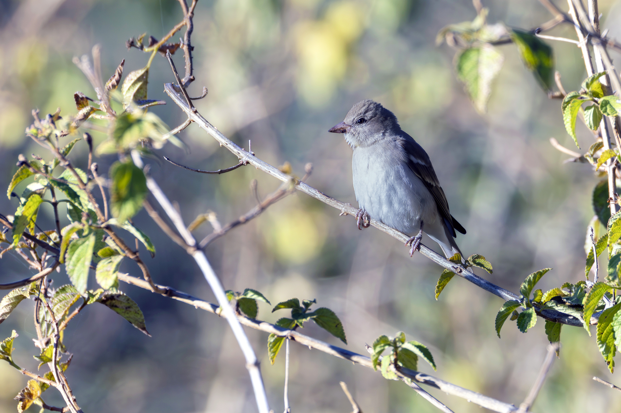 Yellow-throated Sparrow (Gymnoris xanthocollis), photo 3