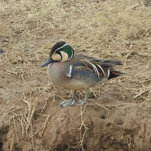 Cerceta del Baikal (Sibirionetta formosa)