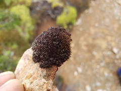 Andreaea regularis