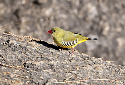 Green Avadavat (Amandava formosa), photo 4