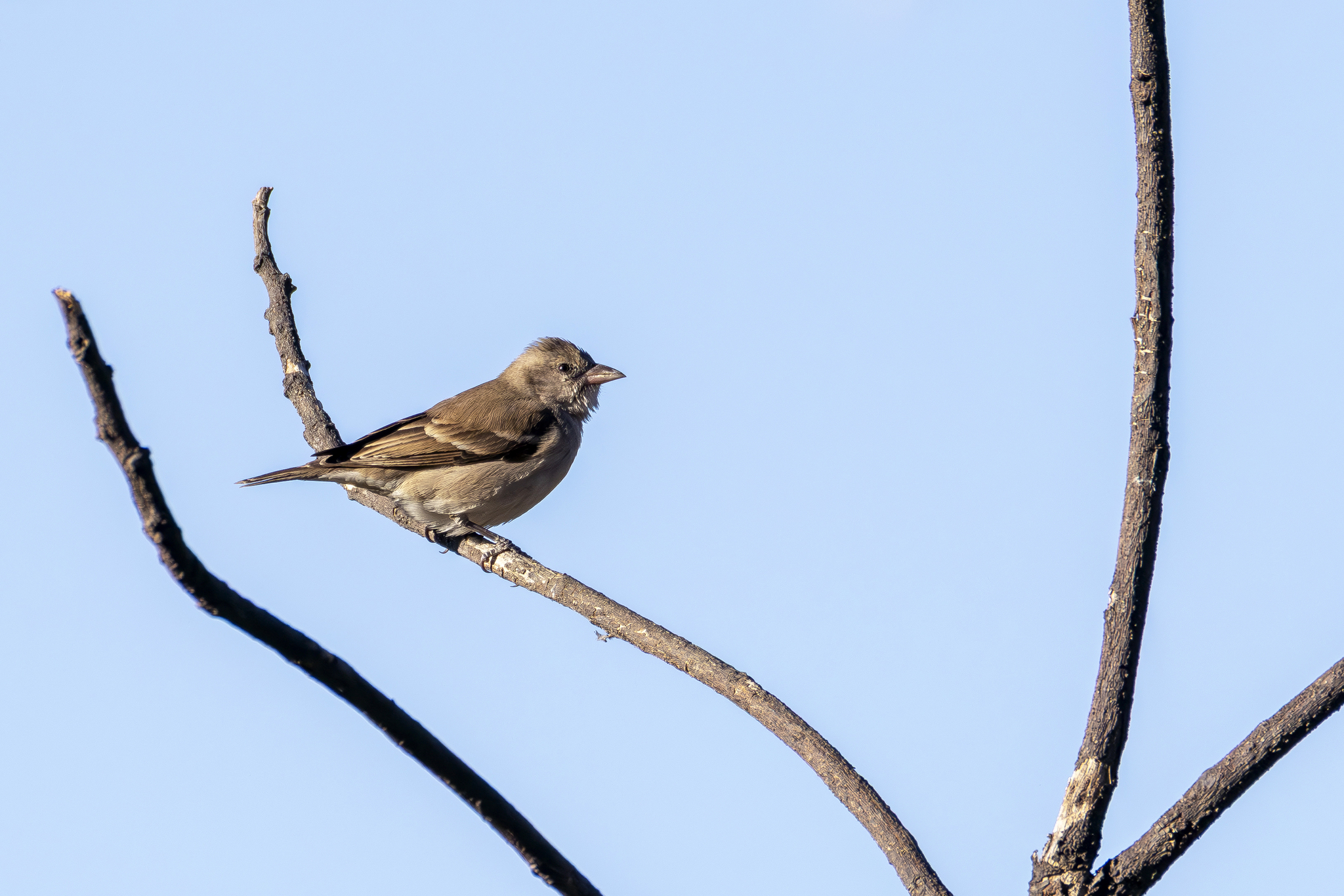 Yellow-throated Sparrow (Gymnoris xanthocollis), photo 2