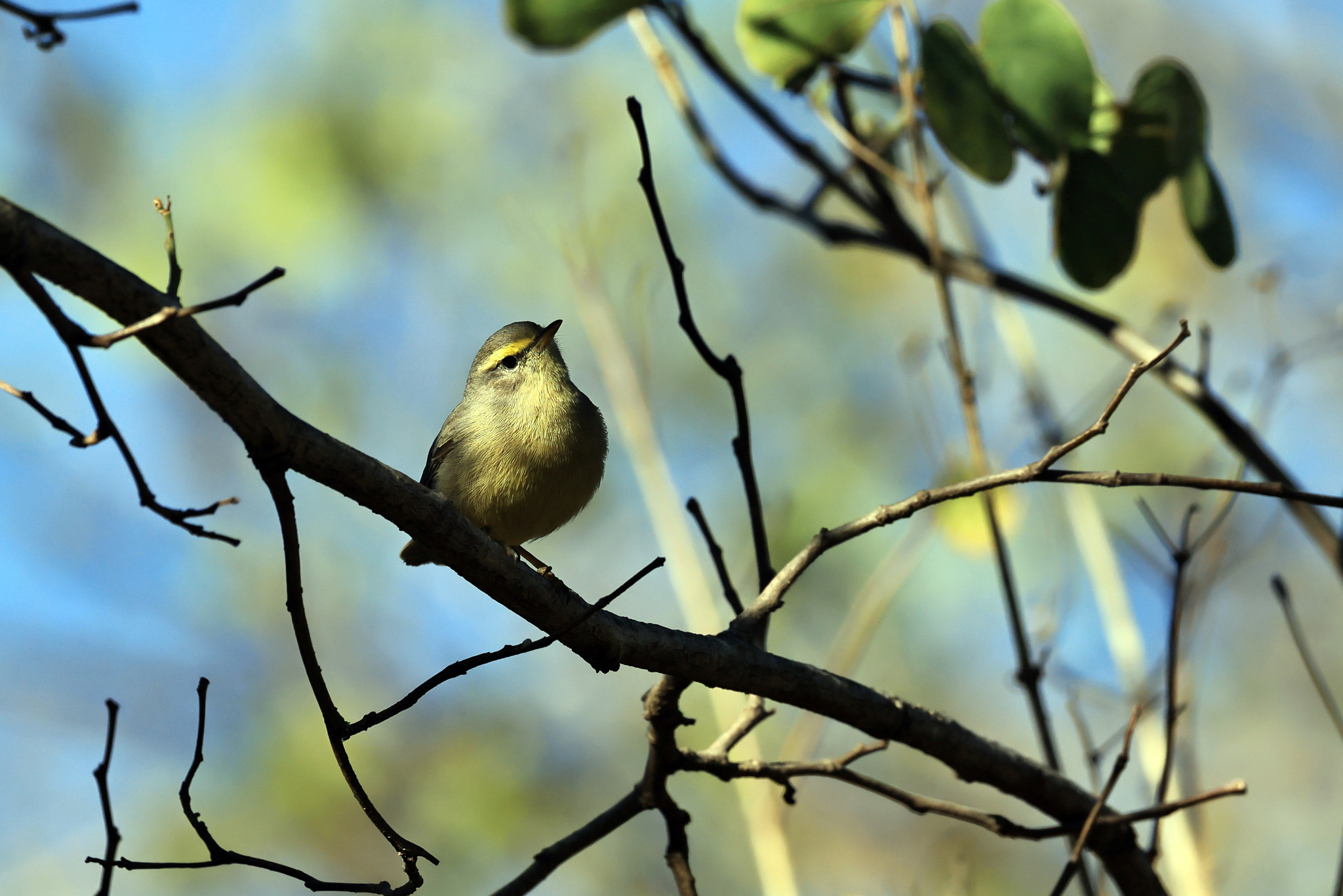 Sulphur-bellied Warbler (Phylloscopus griseolus), photo 4