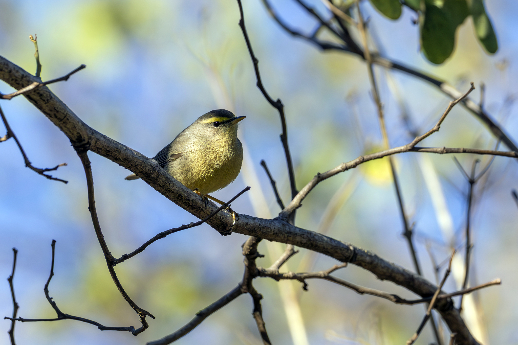 Sulphur-bellied Warbler (Phylloscopus griseolus), photo 3