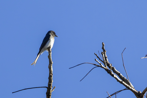 White-bellied Drongo (Dicrurus caerulescens), photo 7