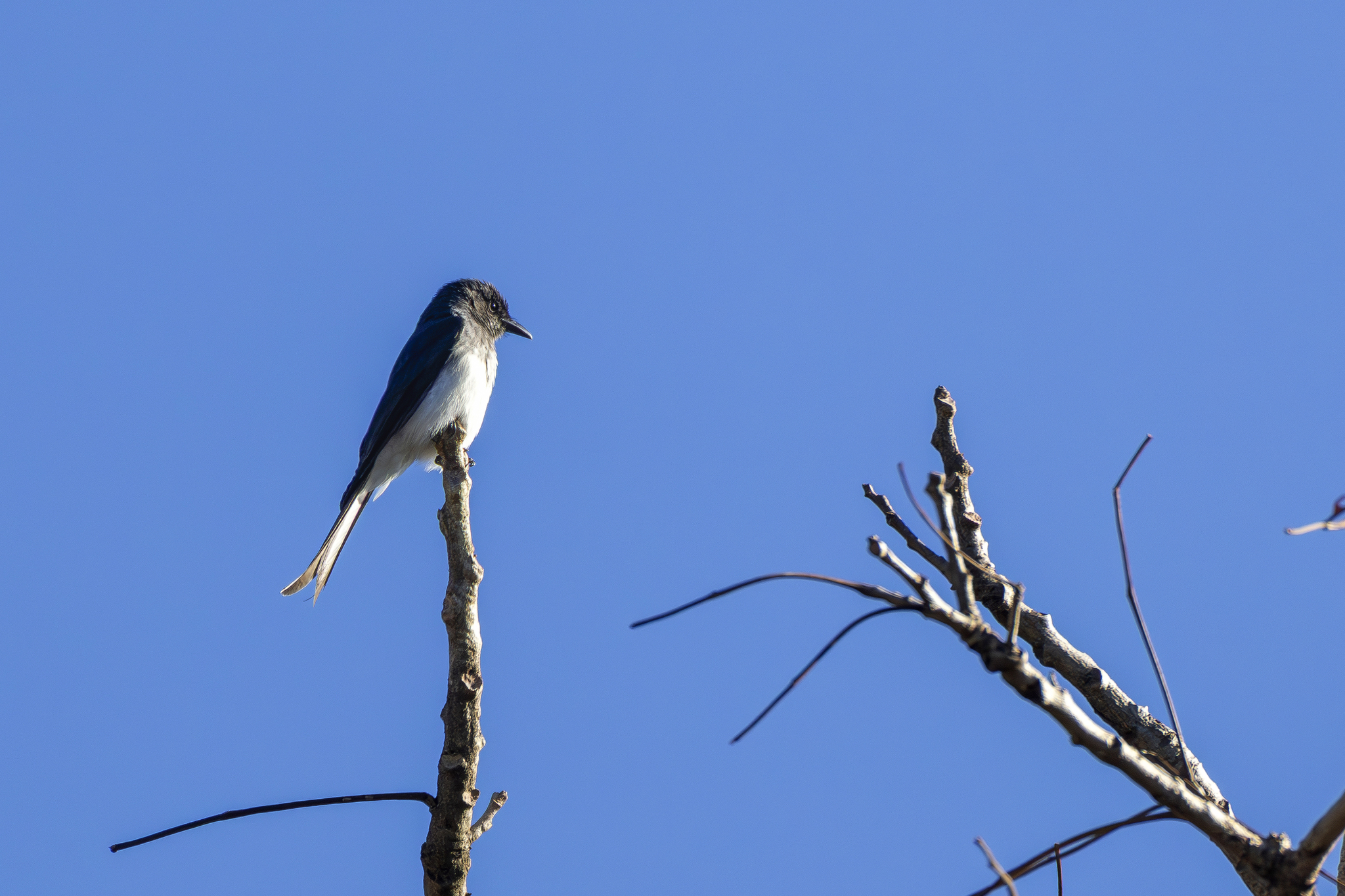 White-bellied Drongo (Dicrurus caerulescens), photo 7