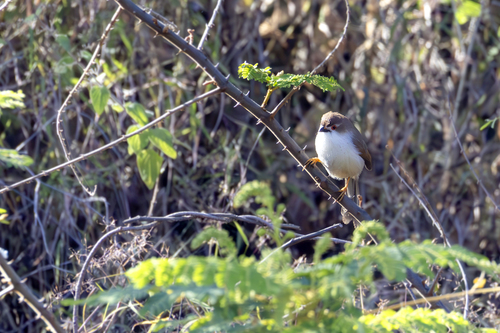 Yellow-eyed Babbler (Chrysomma sinense), photo 3