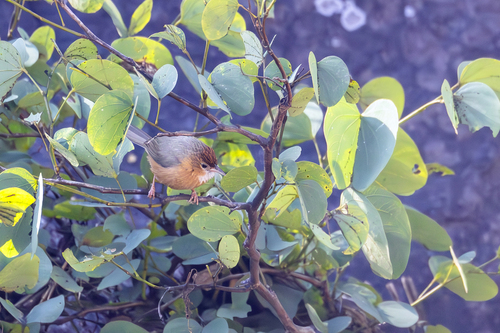 Tawny-bellied Babbler (Dumetia hyperythra), photo 3