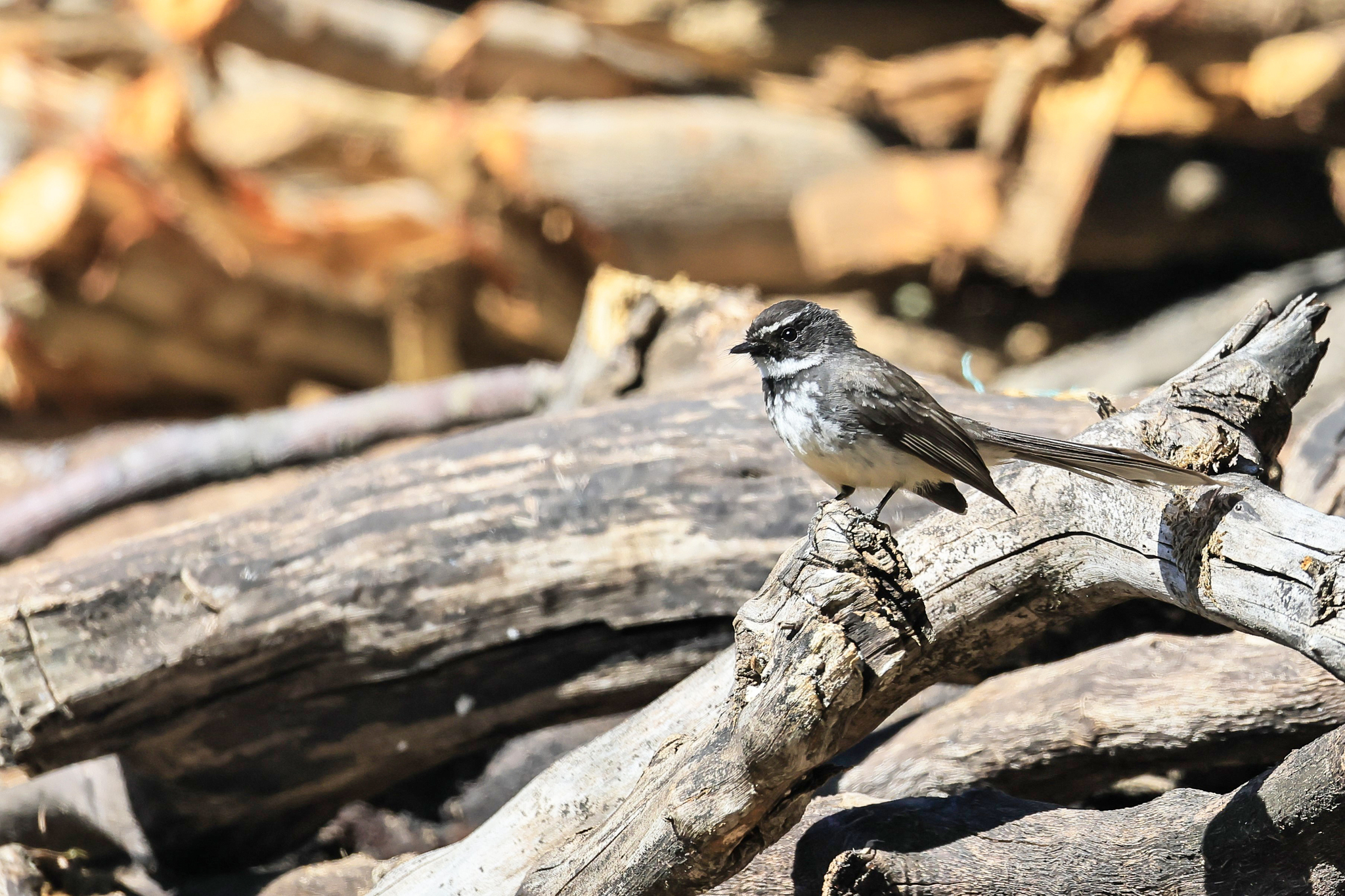 White-spotted Fantail (Rhipidura albogularis), photo 6