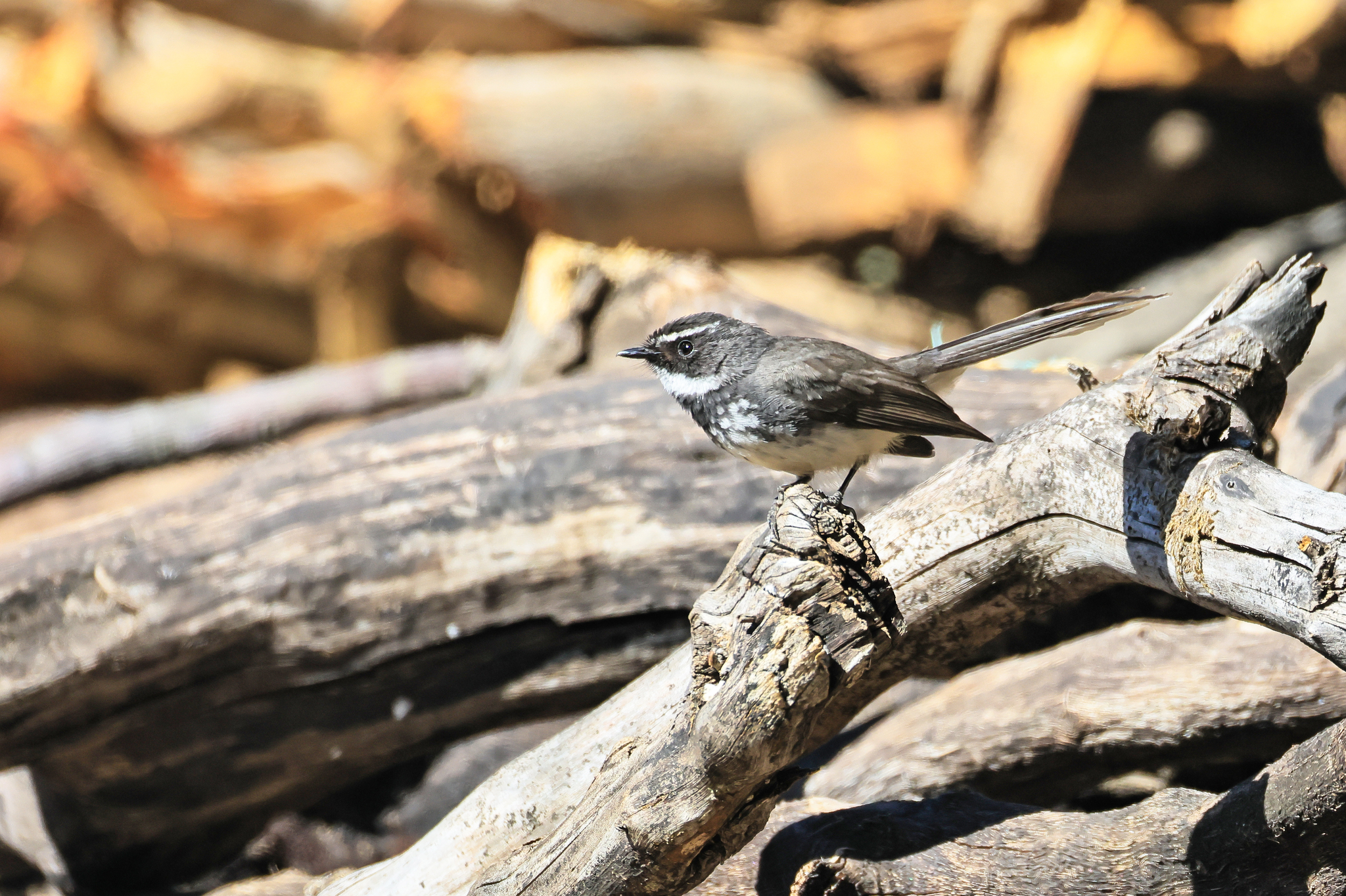 White-spotted Fantail (Rhipidura albogularis), photo 5