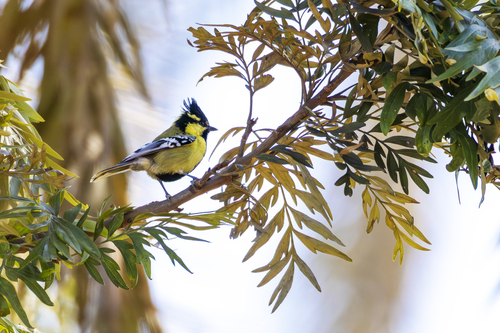 Indian Black-lored Tit (Machlolophus aplonotus), photo 4