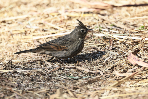 Crested Bunting (Emberiza lathami), photo 3