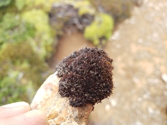Andreaea regularis