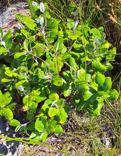 Peninsula Firedaisy (Capelio tabularis)