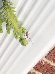 Zelus longipes