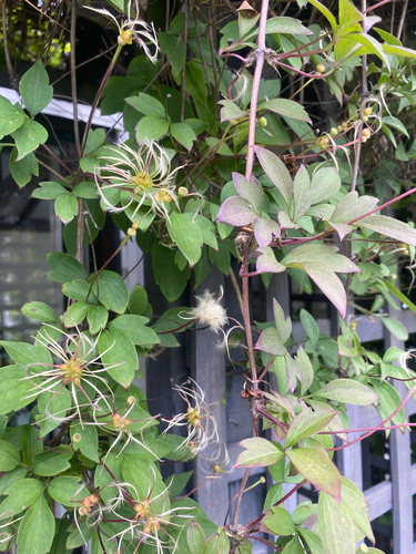 Himalayan clematis (Clematis montana)