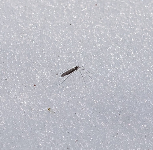 Unknown species found near Penn Township, PA, USA