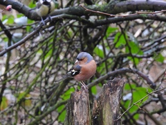 Fringilla coelebs