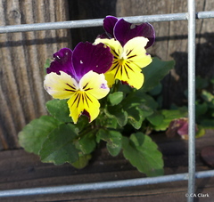 Viola tricolor