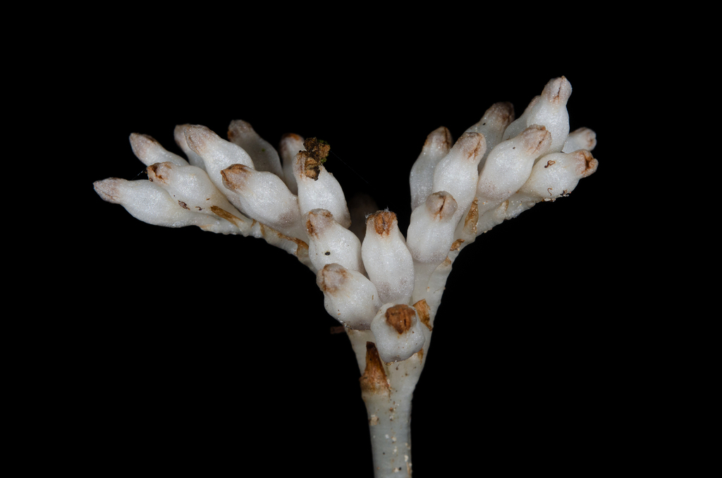 Campylosiphon congestus