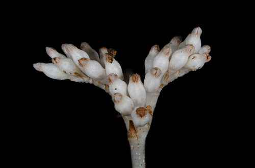 Campylosiphon congestus