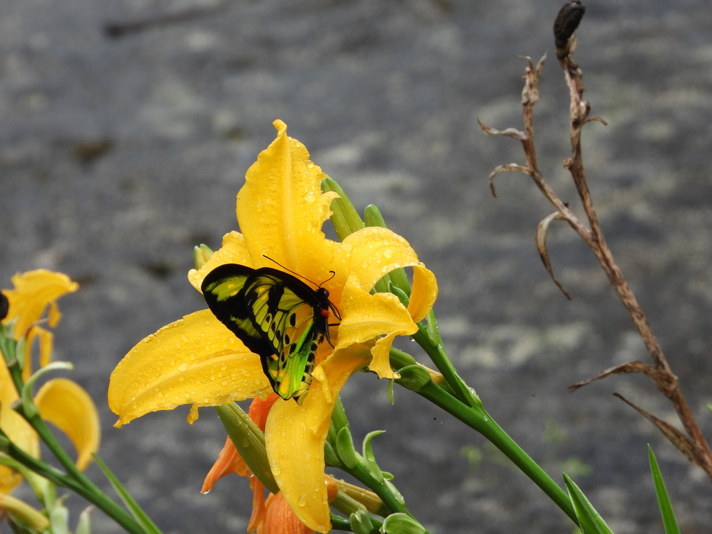 Tithonus Birdwing (Ornithoptera tithonus)