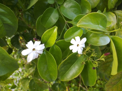 Gold Coast jasmine (Jasminum dichotomum)