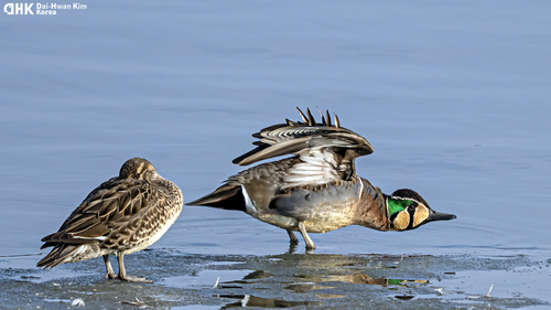 Baikal Teal, photo 4 of 9