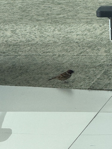 Passer montanus