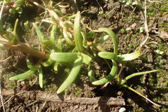 Callitriche marginata