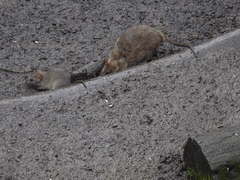 Rattus norvegicus