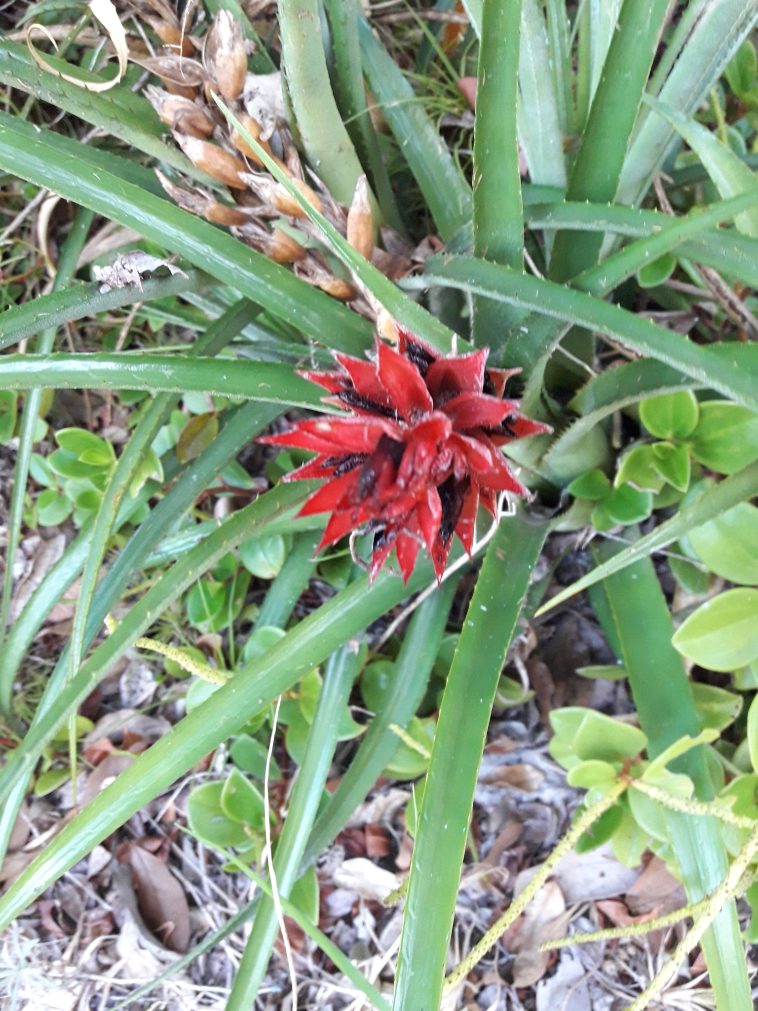 Aechmea recurvata