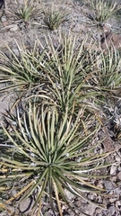 Agave schottii schottii