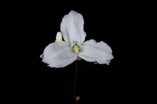 Gymnosiphon constrictus