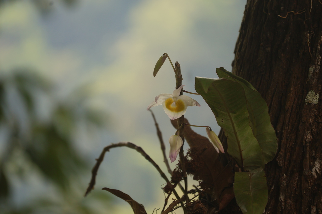 Dendrobium signatum Rchb.f. 2