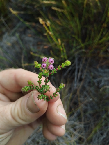 Club Heath (Erica clavisepala)