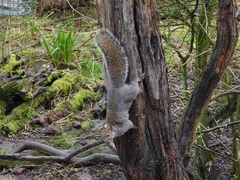 Sciurus carolinensis