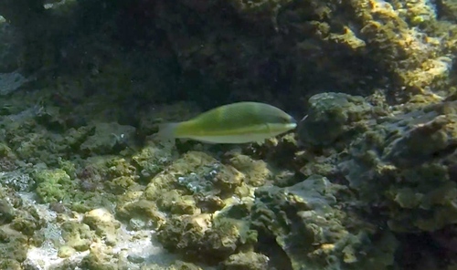 Stethojulis trilineata