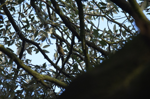 Hume's Leaf Warbler (Phylloscopus humei)