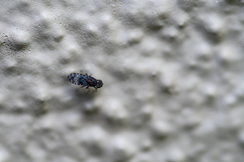 Limnellia sejuncta