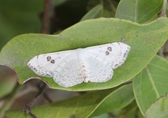 Somatina omicraria