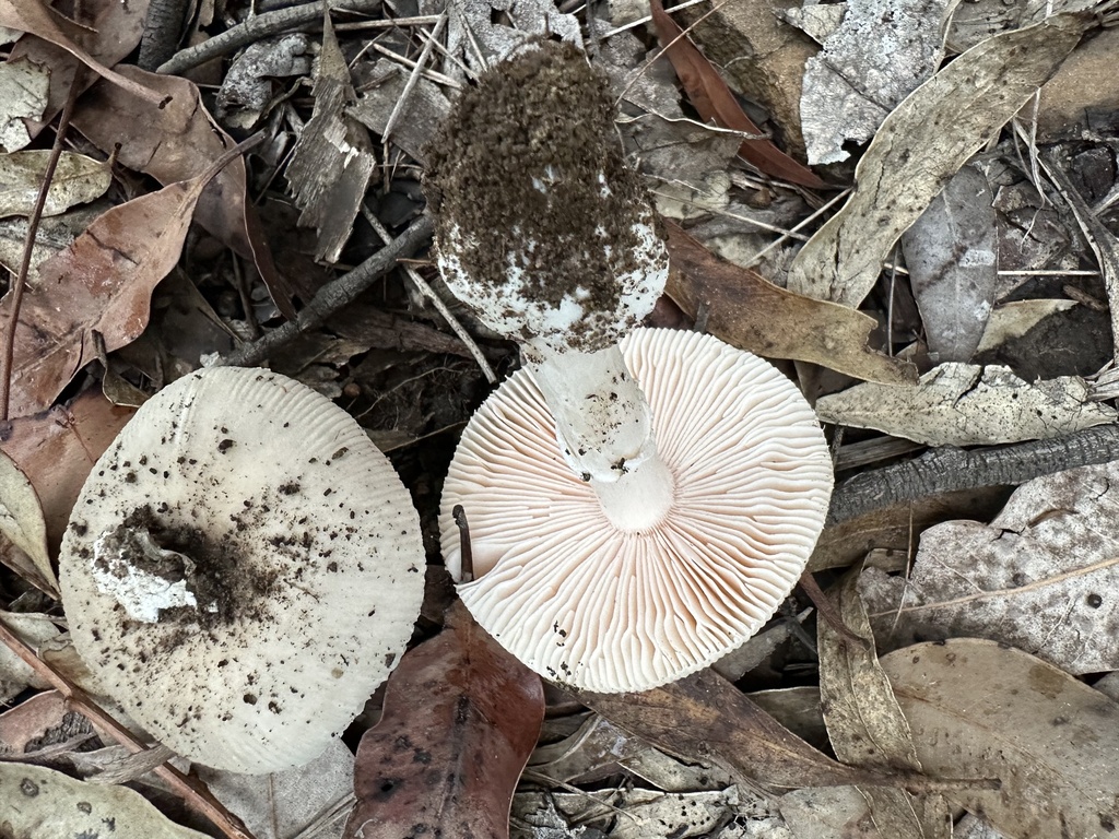 Amanita roseolamellata · February 2026 · photo: © prossington (iNaturalist, cc-by)