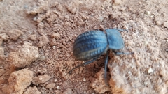 Philolithus sordidus