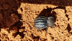 Philolithus sordidus