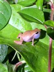Eleutherodactylus brittoni