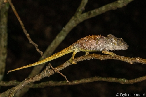 Pondo Dwarf Chameleon, Bradypodion caffrum