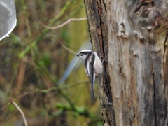 Aegithalos caudatus